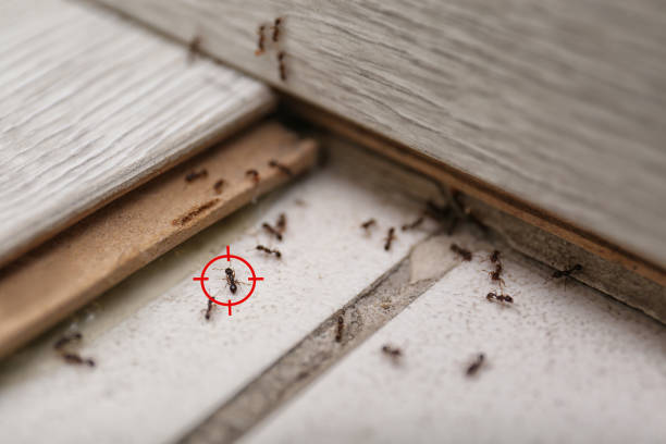 Best Insect Control  in Warner, OK